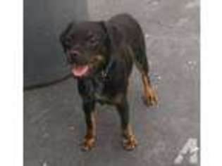 Rottweiler Puppy for sale in SUDBURY, MA, USA