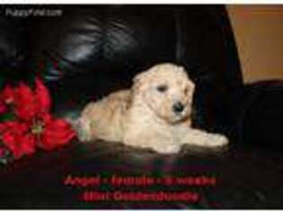 Goldendoodle Puppy for sale in Clarkrange, TN, USA