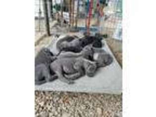 Great Dane Puppy for sale in Bristow, OK, USA