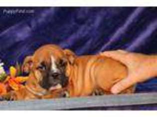 Bulldog Puppy for sale in Honey Brook, PA, USA