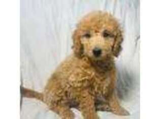 Goldendoodle Puppy for sale in Terrell, TX, USA