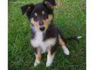 Collie Puppy for sale in Polk, OH, USA