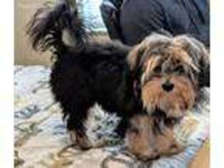 Mutt Puppy for sale in Bear, DE, USA