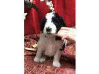 Mutt Puppy for sale in Bruner, MO, USA