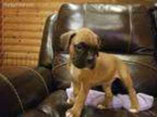 Boxer Puppy for sale in Sun Prairie, WI, USA