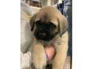 Mastiff Puppy for sale in Sonora, CA, USA