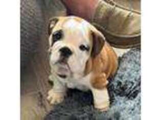 Bulldog Puppy for sale in Aubrey, TX, USA