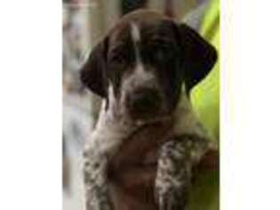 German Shorthaired Pointer Puppy for sale in Endeavor, WI, USA