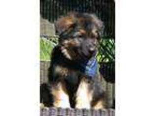 German Shepherd Dog Puppy for sale in Durham, NC, USA
