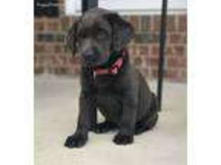 Labrador Retriever Puppy for sale in Four Oaks, NC, USA