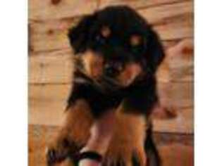 Rottweiler Puppy for sale in Colorado Springs, CO, USA