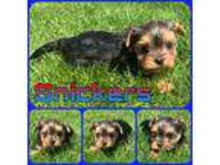 Yorkshire Terrier Puppy for sale in Palmer, AK, USA