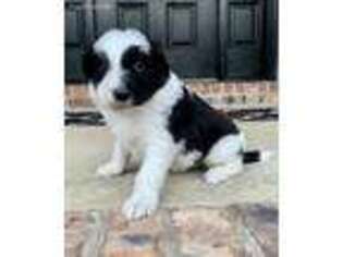 Mutt Puppy for sale in Paintsville, KY, USA
