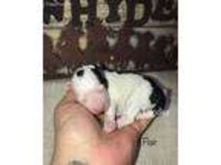 Mutt Puppy for sale in Worden, MT, USA