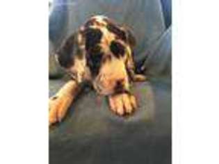 Great Dane Puppy for sale in Suffolk, VA, USA