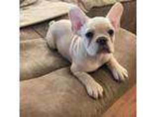 French Bulldog Puppy for sale in Hurst, TX, USA