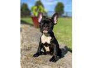 French Bulldog Puppy for sale in Versailles, KY, USA