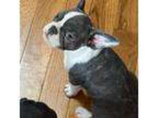 French Bulldog Puppy for sale in Middleburg, FL, USA