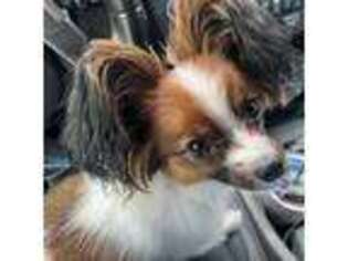 Papillon Puppy for sale in Springfield, OR, USA