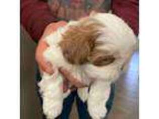 Mutt Puppy for sale in San Jose, CA, USA