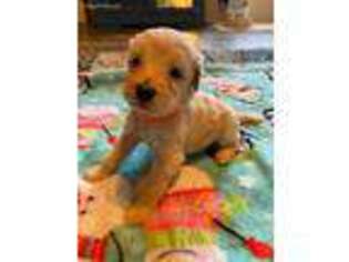 Goldendoodle Puppy for sale in Canton, NC, USA
