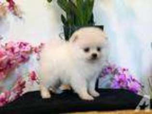 Pomeranian Puppy for sale in SANTA ANA, CA, USA