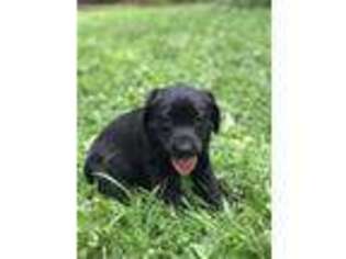 Labrador Retriever Puppy for sale in Russellville, KY, USA