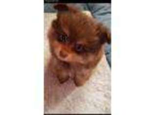 Pomeranian Puppy for sale in Shelby, NC, USA