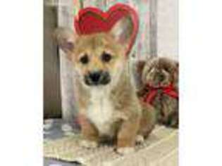 Pembroke Welsh Corgi Puppy for sale in Dalton, OH, USA