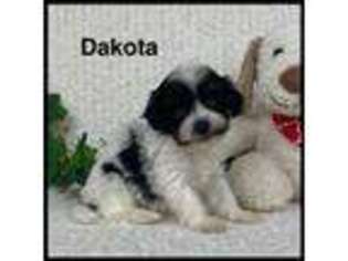 Mutt Puppy for sale in Kokomo, MS, USA