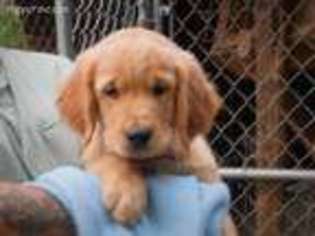 Golden Retriever Puppy for sale in Montello, WI, USA