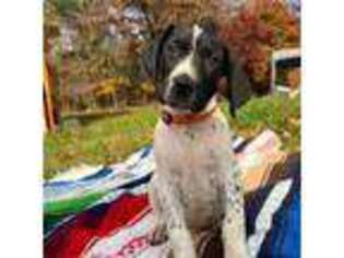 German Shorthaired Pointer Puppy for sale in Dugspur, VA, USA