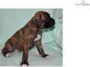 Boxer Puppy for sale in Columbus, OH, USA