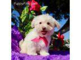 Havanese Puppy for sale in Tampa, FL, USA