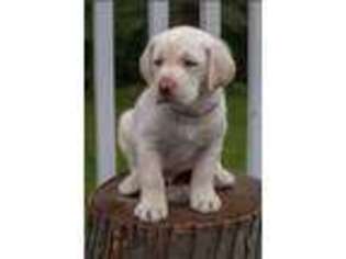 Labrador Retriever Puppy for sale in LIVERPOOL, NY, USA
