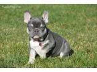 French Bulldog Puppy for sale in Brentwood, CA, USA