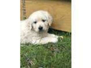 Golden Retriever Puppy for sale in Burnet, TX, USA