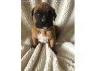 Boxer Puppy for sale in Williamsburg, IN, USA