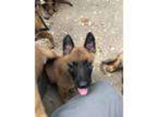 Belgian Malinois Puppy for sale in Anguilla, MS, USA