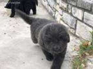 Newfoundland Puppy for sale in Kerrville, TX, USA