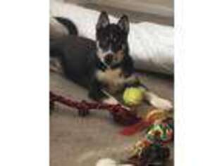 Alaskan Klee Kai Puppy for sale in Bradenton, FL, USA