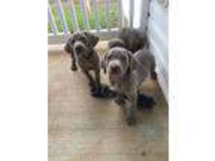Weimaraner Puppy for sale in Union Grove, NC, USA