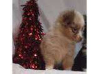 Miniature Australian Shepherd Puppy for sale in Darien Center, NY, USA