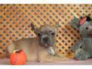 French Bulldog Puppy for sale in Mount Prospect, IL, USA