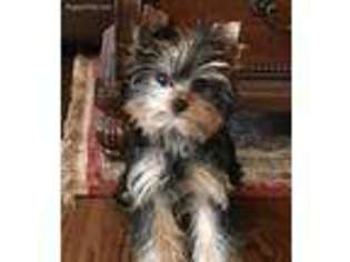 Yorkshire Terrier Puppy for sale in Bixby, OK, USA