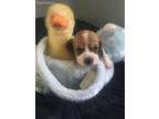 Beagle Puppy for sale in Imlay City, MI, USA