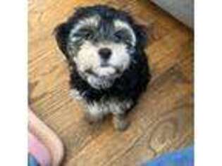 Maltese Puppy for sale in Hammond, IN, USA