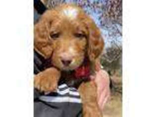 Goldendoodle Puppy for sale in Corning, CA, USA