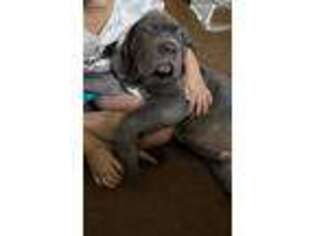 Neapolitan Mastiff Puppy for sale in Manchester, CT, USA