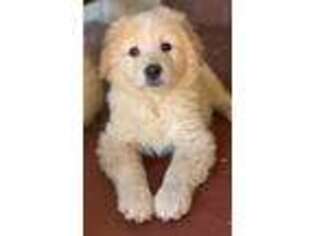Golden Retriever Puppy for sale in Thousand Oaks, CA, USA